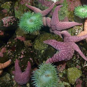 Coastal Waters Exhibits