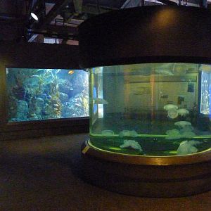Rocky Shores Exhibits