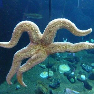 Rocky Shores Exhibits