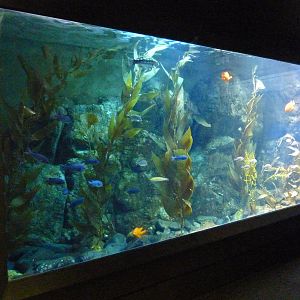 Rocky Shores Exhibits