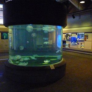 Coastal Waters Exhibits