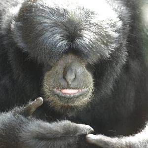 Siamang