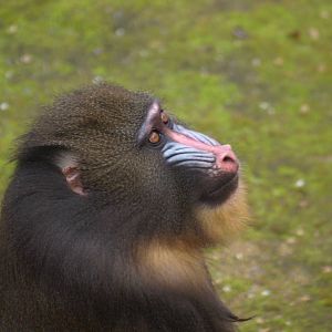 Mandrill waiting for treat