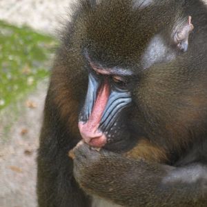 mandrill eating