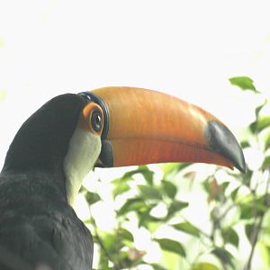 Toucan head