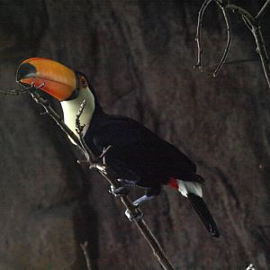 Toco toucan