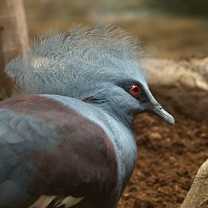 Blue crowned pigeon