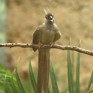 Speckled mousebird