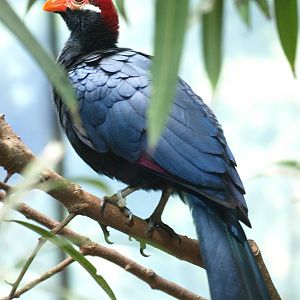 Violet turaco