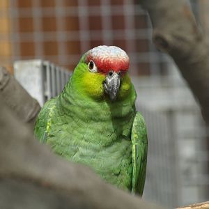 Ecuadorian red-lored amazon
