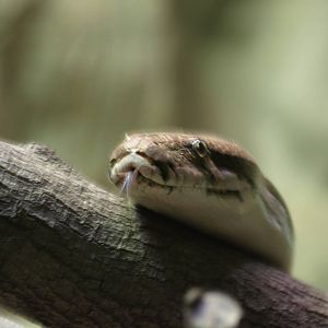Bornean blood python