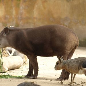 Brazilian tapir and maras
