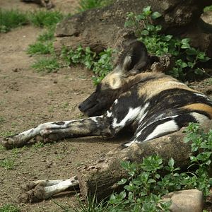 African wild dog resting
