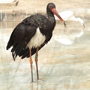 Black stork