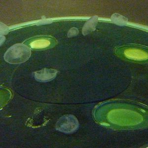 Coastal Waters Exhibits