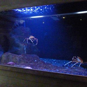 Japanese Spider Crabs