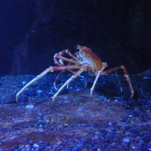 Japanese Spider Crab