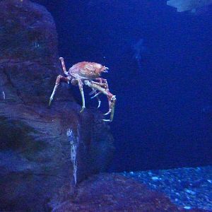 Japanese Spider Crab