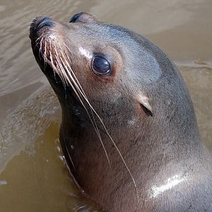 California Sea Lion
