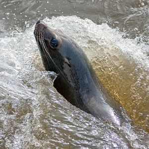 California Sea Lion