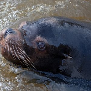 California Sea Lion