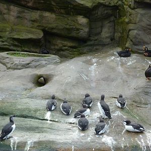 Sea Bird Aviary