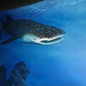 Ocean Explorer - Mural in Play Area