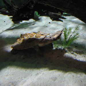 Journey to South America - Matamata Turtle