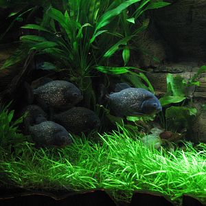 Journey to South America - Red-bellied Pirahna