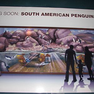 Journey to South America - Future Gentoo Penguin Exhibit