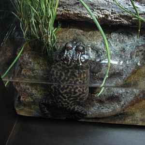 Utah Waters - American Bullfrog