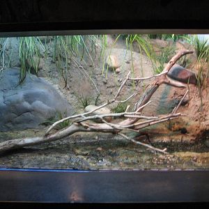 Utah Waters - Boreal Toad Exhibit