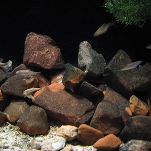 Utah Waters - Least Chub