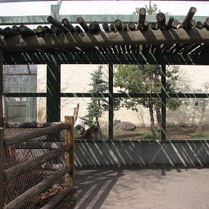 Amur Tiger Exhibit Viewing