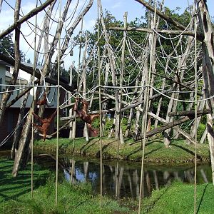 The use of flexible poles in Orangseum, Apenheul