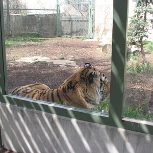 Amur Tiger
