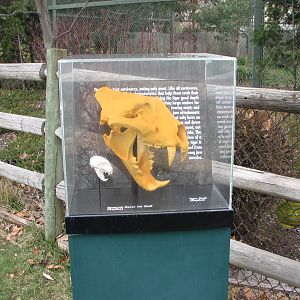 Amur Tiger - Interpretive Display