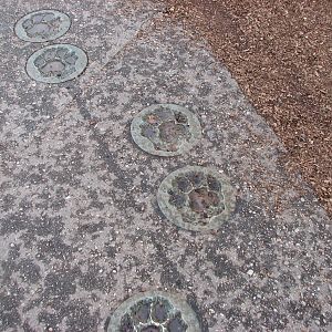 Amur Tiger - Footprints on Viewing Path