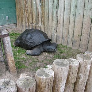 Small Animal Kingdom - Aldabra Tortoise