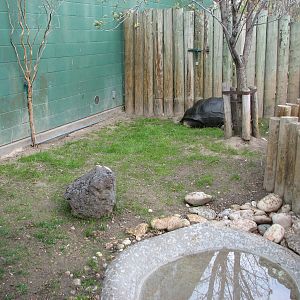 Small Animal Kingdom - Aldabra Tortoise Outdoor Exhibit
