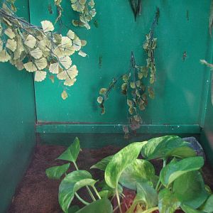 Small Animal Kingdom - New Caledonian Crested Geckos