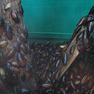 Small Animal Kingdom - Madagascar Hissing Cockroaches