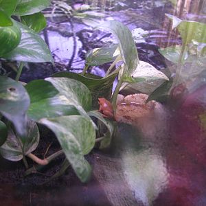 Small Animal Kingdom - Black-Eared Mantella