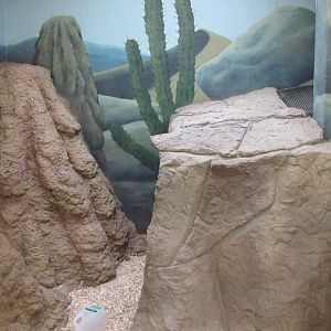 Small Animal Kingdom - Indoor Meerkat Exhibit