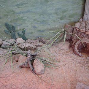 Small Animal Kingdom - Desert Tortoise Exhibit