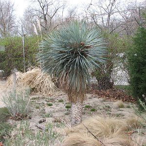 Small Animal Kingdom - Yucca