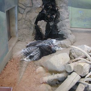 Small Animal Kingdom - African Crested Porcupine