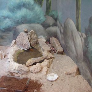 Small Animal Kingdom - Gila Monster Exhibit