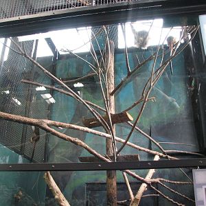 Small Animal Kingdom - Cotton Top Tamarins and Two-Toed Sloth