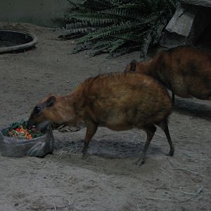 Small Animal Kingdom - Greater Malayan Chevrotains